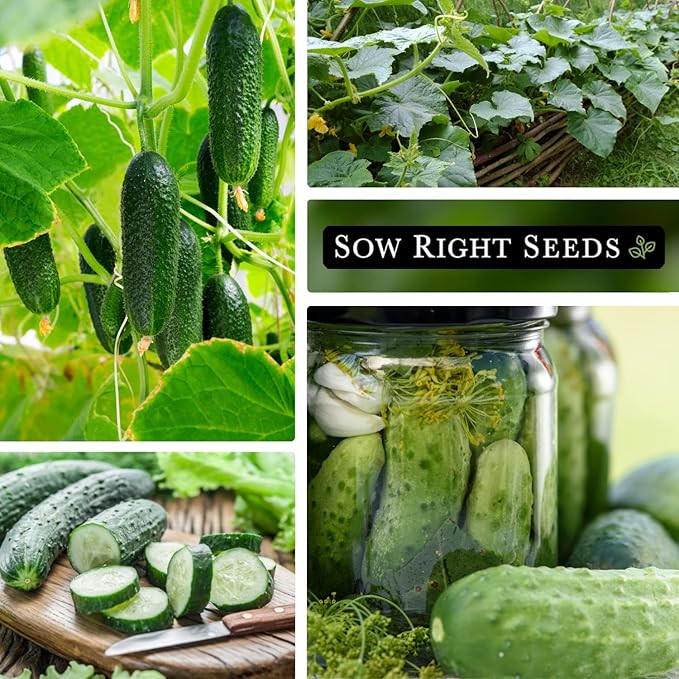 Sow Right Seeds - National Pickling Cucumber Seeds for Planting - Non-GMO Heirloom Packet with Instructions to Plant and Grow a Home Vegetable Garden - Famous Variety for Homemade Pickles (4)