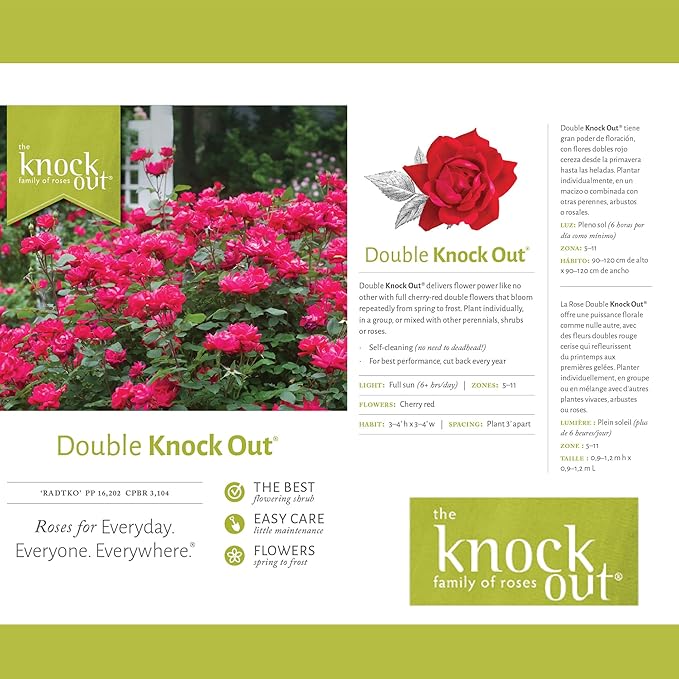 3g Knock Out Double Red Tree Rose