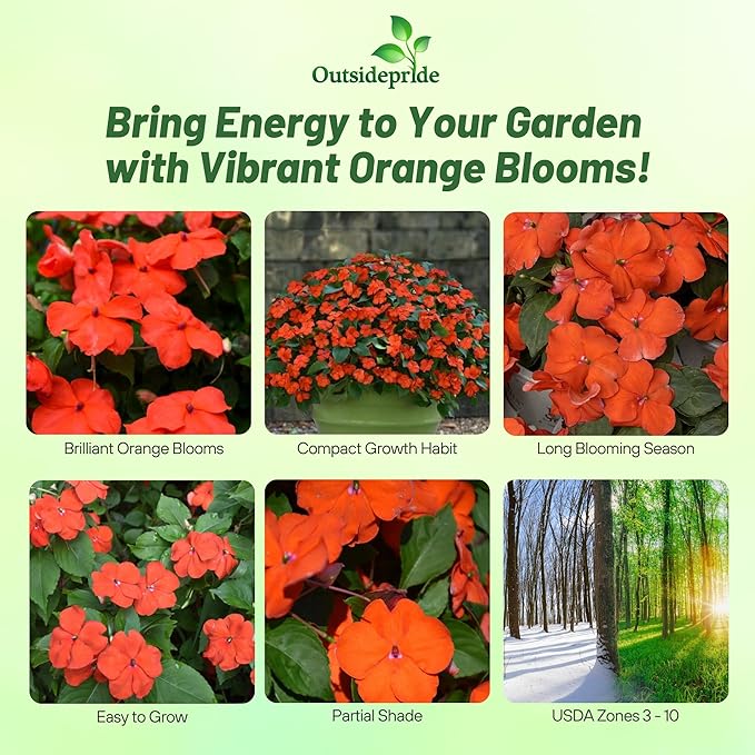 Outsidepride 50 Seeds Orange Impatiens Garden Flower Seeds for Planting