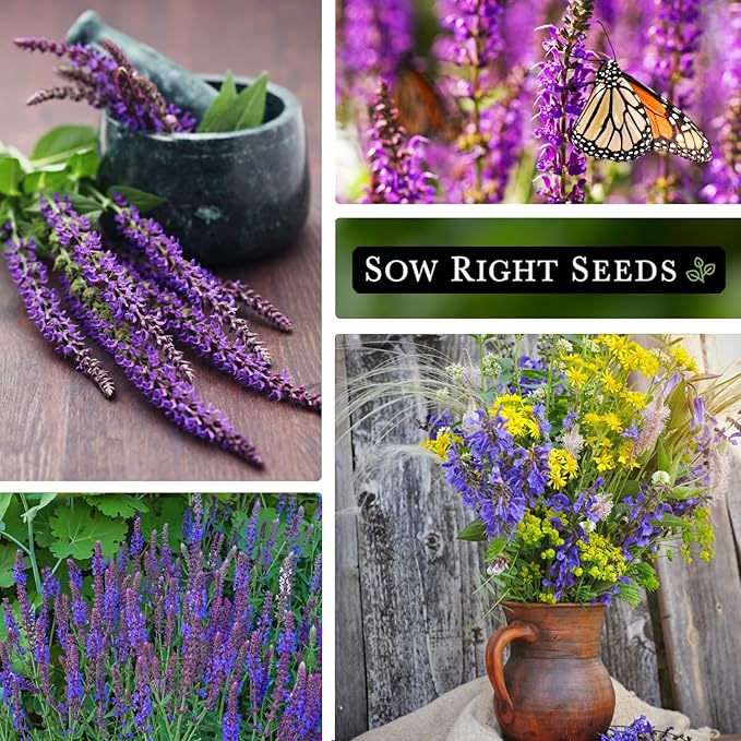 Sow Right Seeds - Blue Sage Wildflower Seed to Plant - Non-GMO Heirloom Seeds - Full Instructions for Planting and Growing Mealycup Sage or Salvia farinacea - Indoors or Outdoor - Gardening Gift (4)