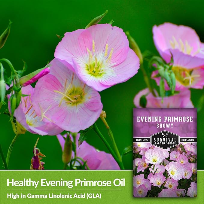 Showy Evening Primrose Seed for Planting - 1 Packet with Instructions to Plant and Grow Pinkladies in Your Home Flower Garden - Non-GMO Heirloom Variety - Survival Garden Seeds - Mexican Primrose