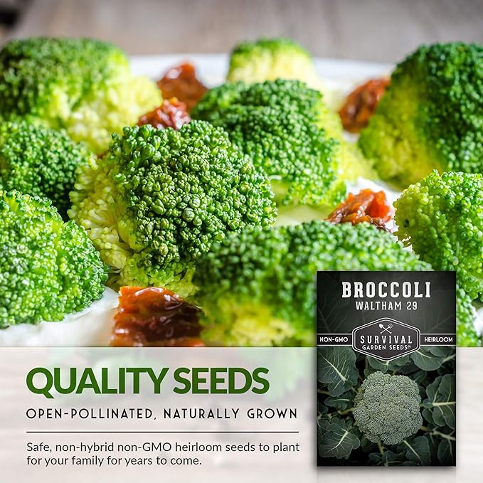 Waltham 29 Broccoli Seed for Planting - Packet with Instructions to Plant & Grow Cool Weather Broccoli in Your Home Vegetable Garden - Non-GMO Heirloom Variety - Survival Garden Seeds - 3 Pack