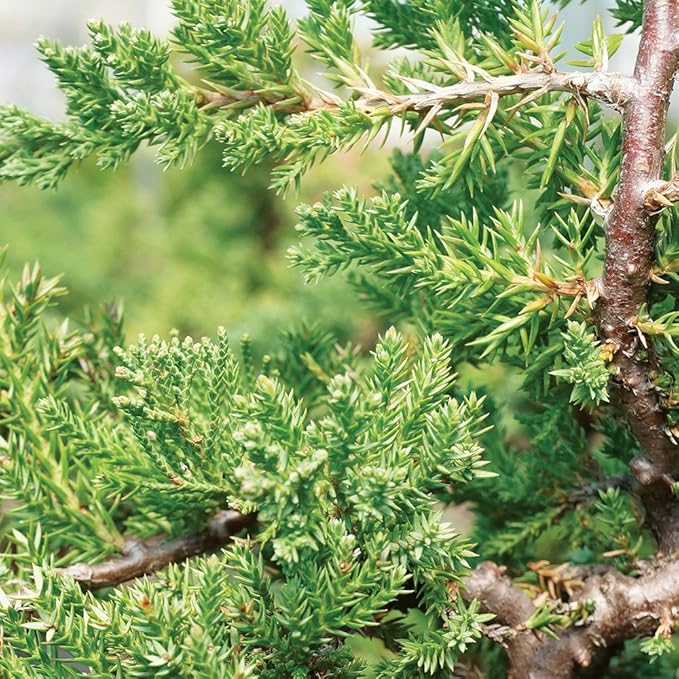 Brussel's Bonsai DT7079GMJ, Green Outdoor Bonsai Tree, Mound Juniper, MEDIUM