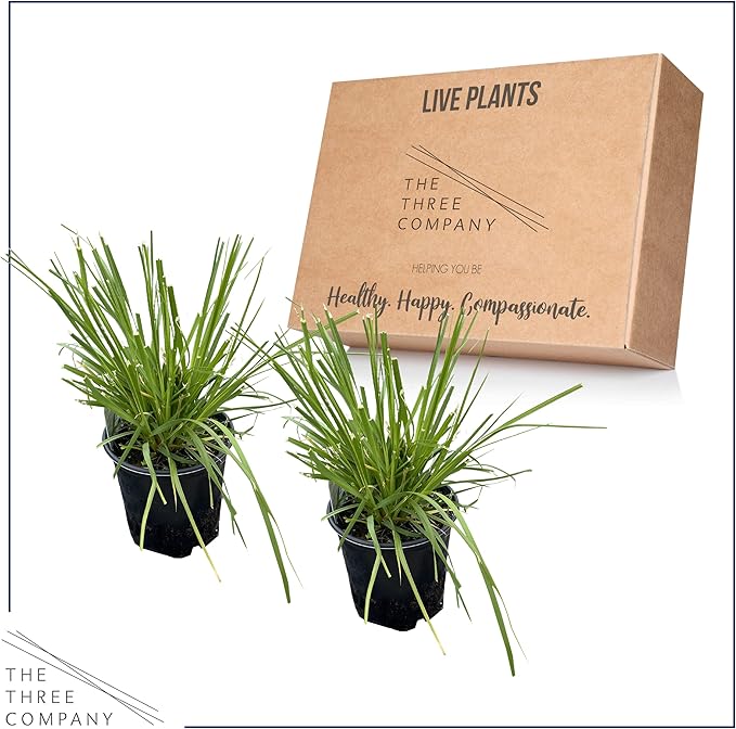 Live Perennial Pampas Grass - Assorted White and Pink (2 Per Pack), Showy Accent Plant, 12" Tall by 6" Wide in 1.5 Quart Pot (Pack of 2)