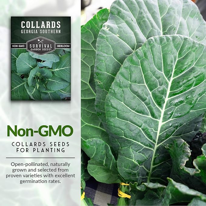Survival Garden Seeds - Georgia Southern Collards Seed for Planting - Pack with Instructions to Plant and Grow Healthy Collard Greens in Your Home Vegetable Garden - Non-GMO Heirloom Variety - 1 Pack