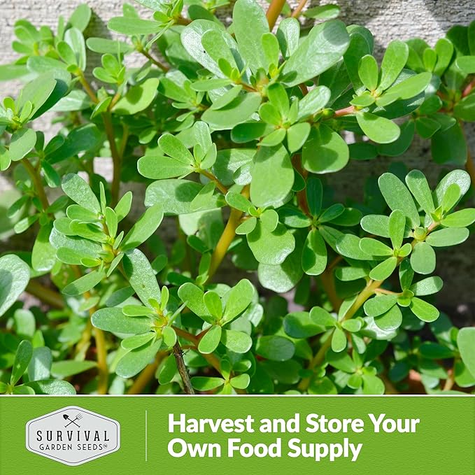 Common Purslane Seed for Planting - 1 Packet with Instructions to Plant & Grow Green Portulaca Oleracea in Your Home Vegetable Garden - Non-GMO Heirloom Variety Vegetable Seed - Survival Garden Seeds