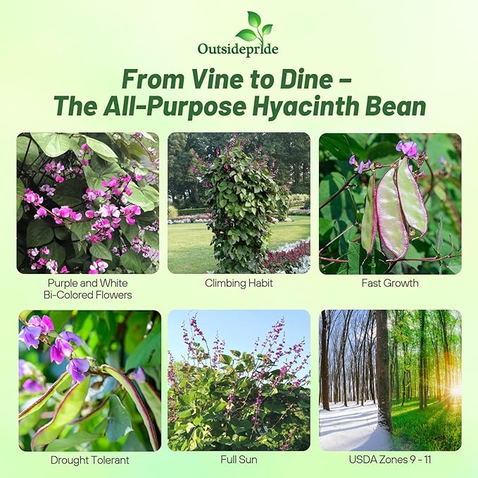 Outsidepride 100 Seeds Perennial Green Dolichos Lablab Hyacinth Bean Vine & Flower Seed for Planting