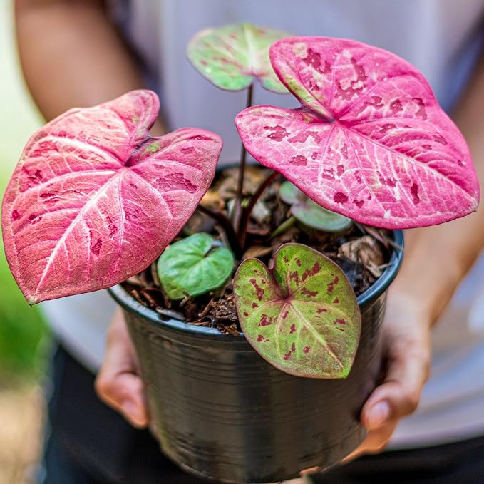 Premium Caladium Plant Potting Mix - Crafted for Vibrant Growth and Striking Color - 1 Quart