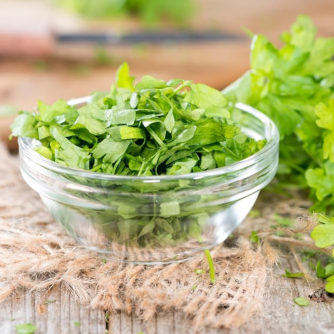 Italian Flat Leaf Parsley Herb Seeds for Planting - Over 3,000 Seeds - Heirloom, Non-GMO - Woods Creek Seeds