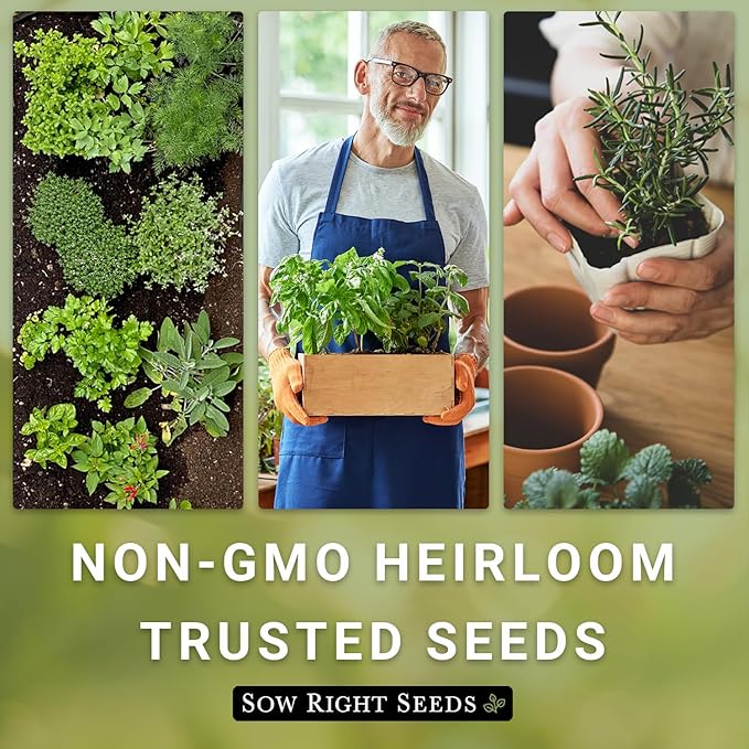 Sow Right Seeds - German Chamomile Seeds for Planting - Non-GMO Heirloom Packet with Instructions to Grow Herbal Tea - Medicinal & Aromatic Flower, Home Remedies - Small Daisy-Like Blooms (1)