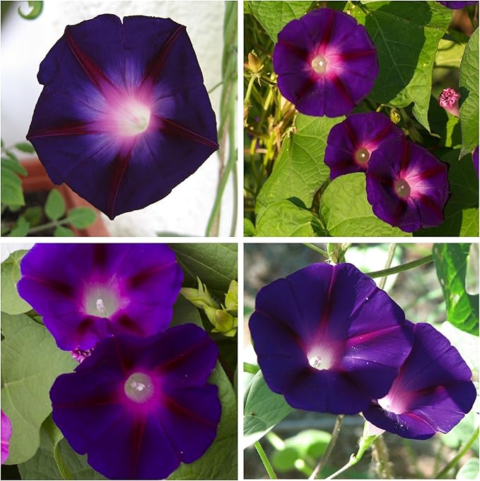 Seed Needs Black Kniolas Morning Glory Seeds for Planting - Heirloom & Open Pollinated Annual Vines - Cover a Fence or Trellis in Deep Purple Almost Black Flowers (1 Pack)