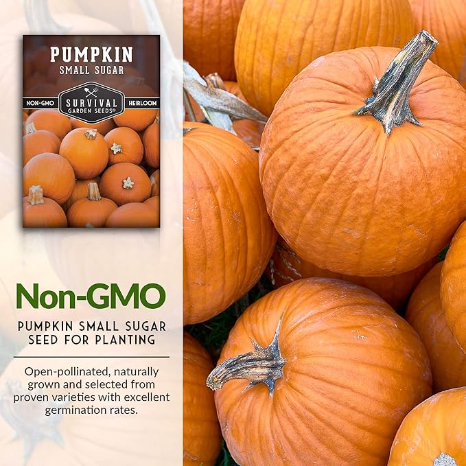 Survival Garden Seeds - Small Sugar Pumpkin Seeds for Planting – 1 Packet with Instructions to Grow Pie Pumpkins in Your Home Vegetable Garden – Non-GMO Heirloom Variety
