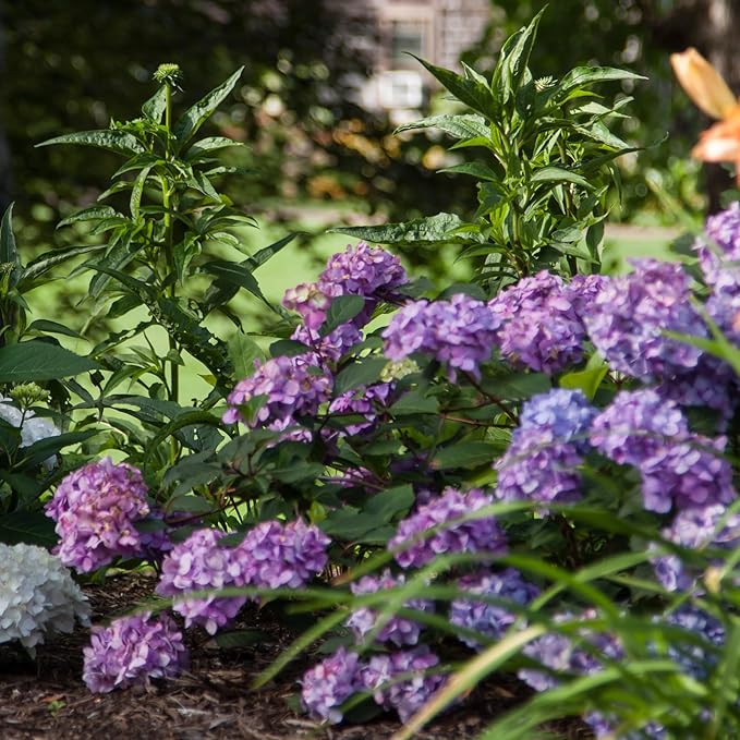 Endless Summer Bloomstruck Hydrangea, 2 gal. Pink and Purple Blooms