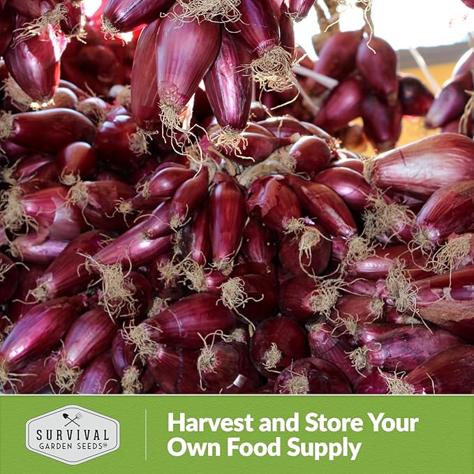 Tropea Rossa Tonda Onion Seeds for Planting - 1 Packet with Instructions to Plant and Grow Italian Long Day Onions in Your Home Vegetable Garden - Non-GMO Heirloom Variety - Survival Garden Seeds
