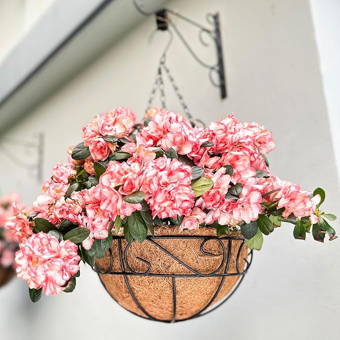 LaLaGreen Hanging Planter for Outdoor Plants (2 Pack, 14 Inch) White Hanging Baskets with Coco Liner, Metal Wire Flower Basket Pots with Hook Hanger Balcony Porch Farmhouse Country Style Garden Decor