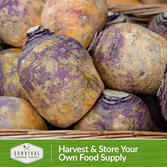 Survival Garden Seeds - 2 Packs American Purple Rutabaga Seed for Planting with Instructions to Grow Brassica Napus in Your Home Vegetable Garden - Non-GMO Heirloom Variety