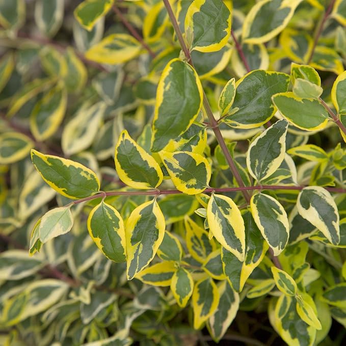 Southern Living Miss Lemon Abelia, 2 Gal, Yellow