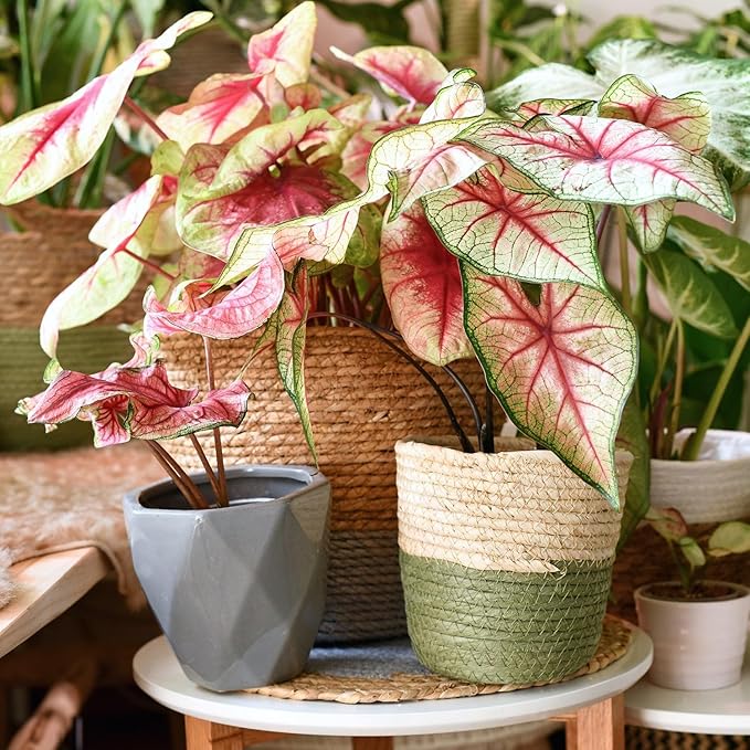 Premium Caladium Plant Potting Mix - Crafted for Vibrant Growth and Striking Color - 1 Quart