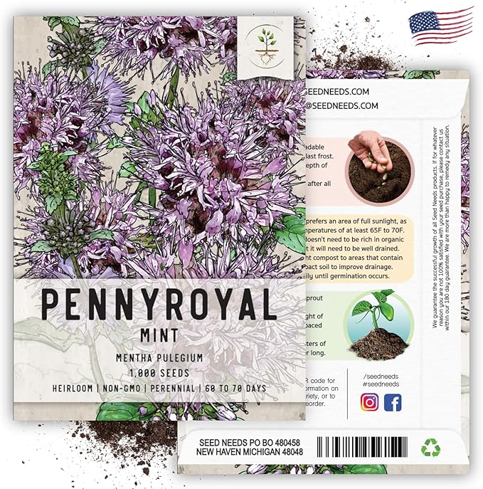 Seed Needs, Pennyroyal Mint Seeds - 1,000 Heirloom Seeds for Planting Mentha pulegium - Medicinal Herb Non-GMO & Untreated for Indoor/Outdoor Gardens (1 Pack)