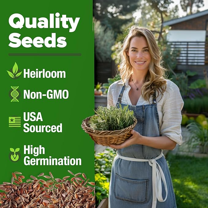 HOME GROWN Rosemary Seeds Pack - 300 High Germinating Non-GMO Heirloom Herb Seeds for Planting in Indoor or Outdoor Herb Gardens - USA Sourced (Salvia rosmarinus)
