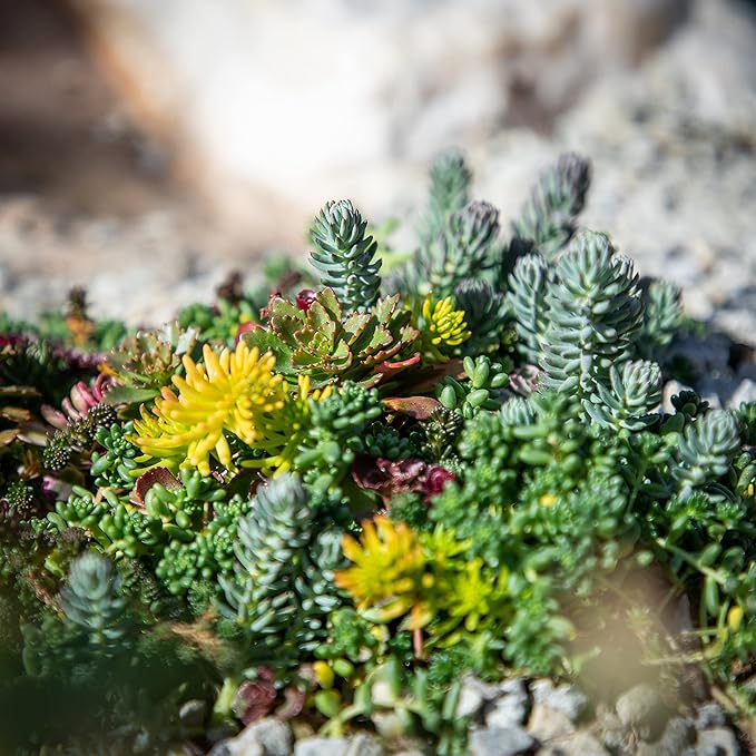 Sedum Succulent Plants Ground Cover, Live Succulents Plants Live Plants, Plant Tray of Outdoor Plants for Landscaping, Fairy Garden Accessories, Plant Wall Decor and Succulent Soil by Plants for Pets