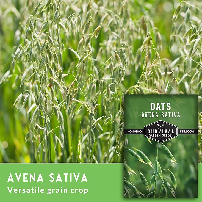 Survival Garden Seeds - Oat Seed for Planting - 5 Packs with Instructions to Plant & Grow Avena Sativa in Your Home Vegetable or Herb Garden - Medicinal Herb & Cover Crop - Non-GMO Heirloom Variety