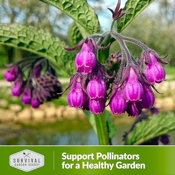 Survival Garden Seeds Comfrey Seed for Planting - 1 Packet with Instructions to Plant and Grow Slippery Root Plants in Your Home Herb Garden - Symphytum officinale - Non-GMO Heirloom Seed Variety