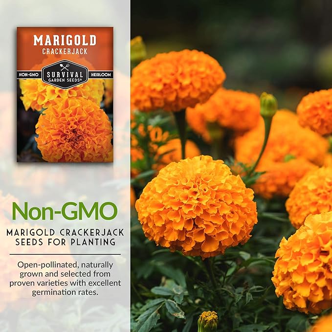Survival Garden Seeds - Crackerjack Marigold Seed for Planting - 2 Packs with Instructions to Plant and Grow in Your Home Vegetable Garden - Non-GMO Heirloom Variety