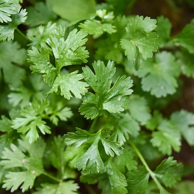 Italian Flat Leaf Parsley Herb Seeds for Planting - Over 3,000 Seeds - Heirloom, Non-GMO - Woods Creek Seeds