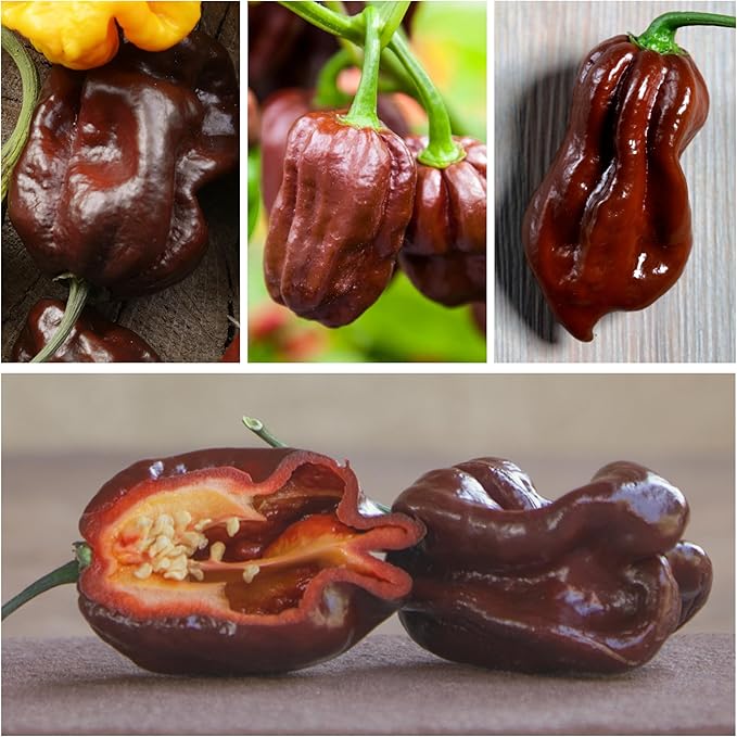 Seed Needs, Chocolate Habanero Pepper Seeds - 60 Heirloom Seeds for Planting Capsicum chinense - 100,000 to 350,000 Scoville Units, Non-GMO & Untreated (2 Packs)