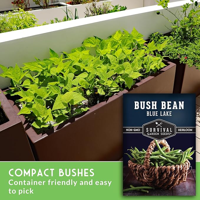 Survival Garden Seeds - Blue Lake Bush Bean Seed for Planting - 5 Packets with Instructions to Plant & Grow Green Stringless Snap Beans in Your Home Vegetable Garden - Non-GMO Heirloom Variety