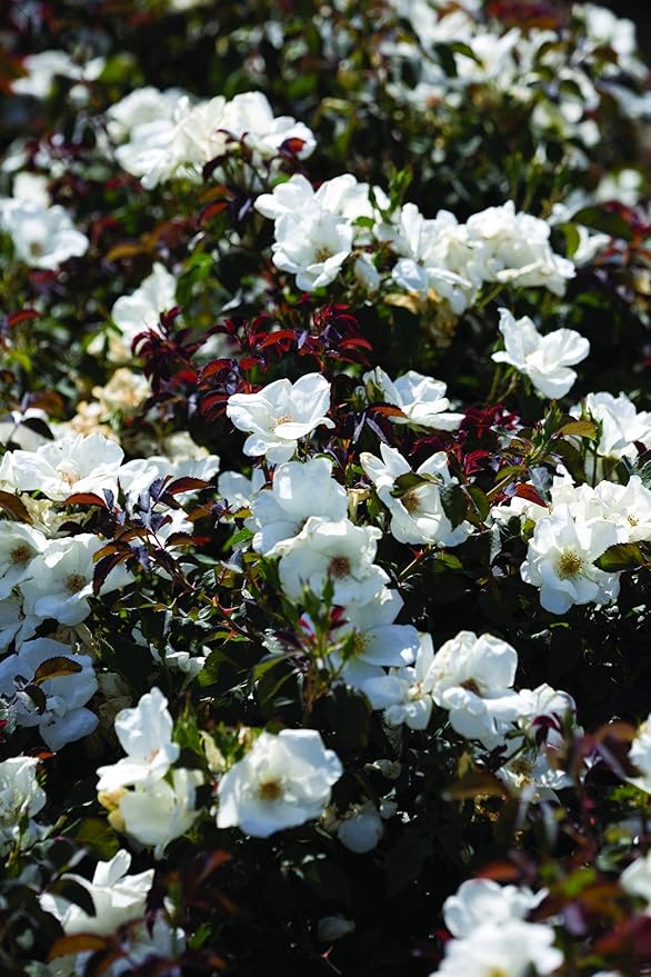 Green Promise Farms KOROSWO03 KOROSWO Rosa White Knock Rose, flowers, 2, 3-Size Container