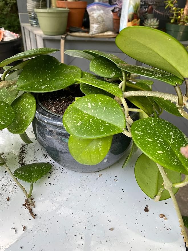 Hoya Plant Premium Potting Mix - 10 Quart - Optimal Balance for Thriving Hoyas: Air, Moisture, and Nutrient Retention