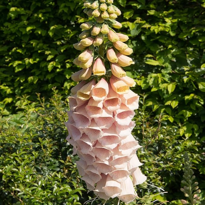 Outsidepride 5000 Seeds Biennial Digitalis Foxglove Apricot Flower Seeds for Planting
