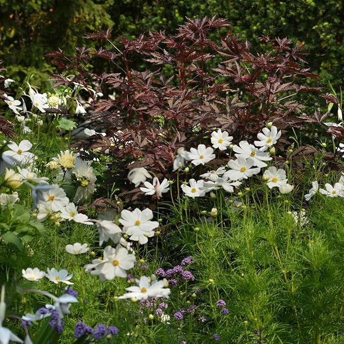 Outsidepride 10 Seeds Perennial Hibiscus Mahogany Splendor Flower Seeds for Planting