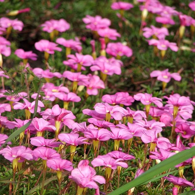 Outsidepride 1/4 lb. Perennial Mirabilis Jalapa Four O' Clock Pink Flower Seeds for Planting