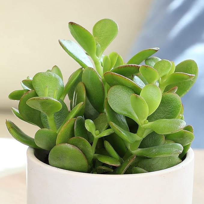 Altman Plants Live Jade Plant Collection (4PK), Classic Jade Plants in 2.5" Pots, Mini Succulents, Sunset Jade, Live Succulents, Crassula Ovata, Variegated Live Plants & House Plants in Succulent Soil
