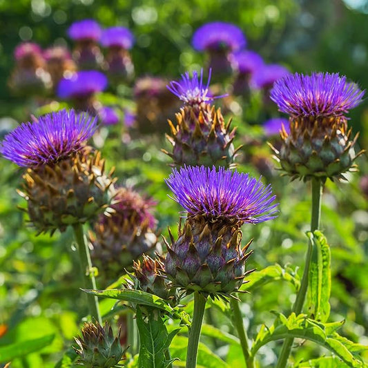Outsidepride 200 Seeds Perennial Cynara Cardunculus Cardoon Artichoke Thistle Herb Seeds for Planting