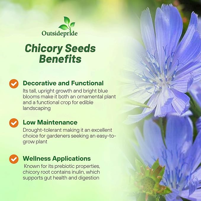 Outsidepride 1/4 lb. Perennial Chicory Flower Seeds for Planting