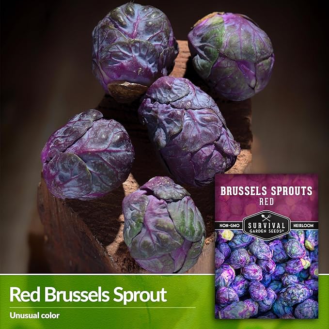 Red Brussels Sprouts Seed for Planting - 3 Packets with Instructions to Plant and Grow Unique Brassica Plants in Your Home Vegetable Garden - Non-GMO Heirloom Variety - Survival Garden Seeds