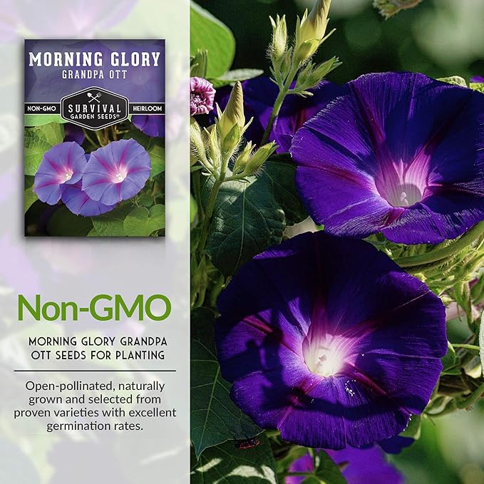 Survival Garden Seeds - Grandpa OTT Morning Glory Seed for Planting - 3 Packs with Instructions to Plant and Grow Ipomoea Purpurea in Your Home Vegetable Garden - Non-GMO Heirloom Variety