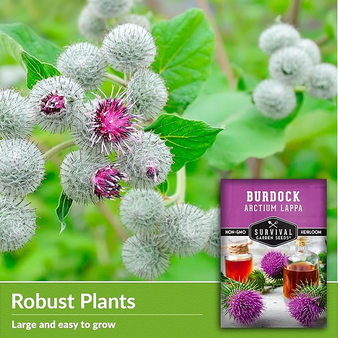 Survival Garden Seeds Burdock Seeds for Planting – 1 Packet with Instructions to Grow Burdock Root Plant (GOBO) in Your Home Vegetable Garden – Non-GMO Heirloom Herb Seeds