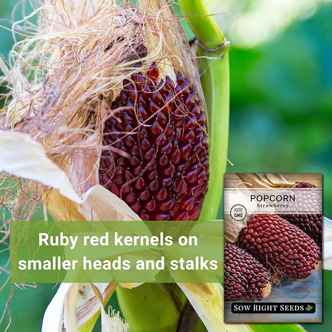 Sow Right Seeds - Strawberry Pop Corn Seed for Planting - Non-GMO Heirloom Packet with Instructions to Plant a Home Vegetable Garden - Grow Your Own Popping Kernels - Short Red Variety (1)