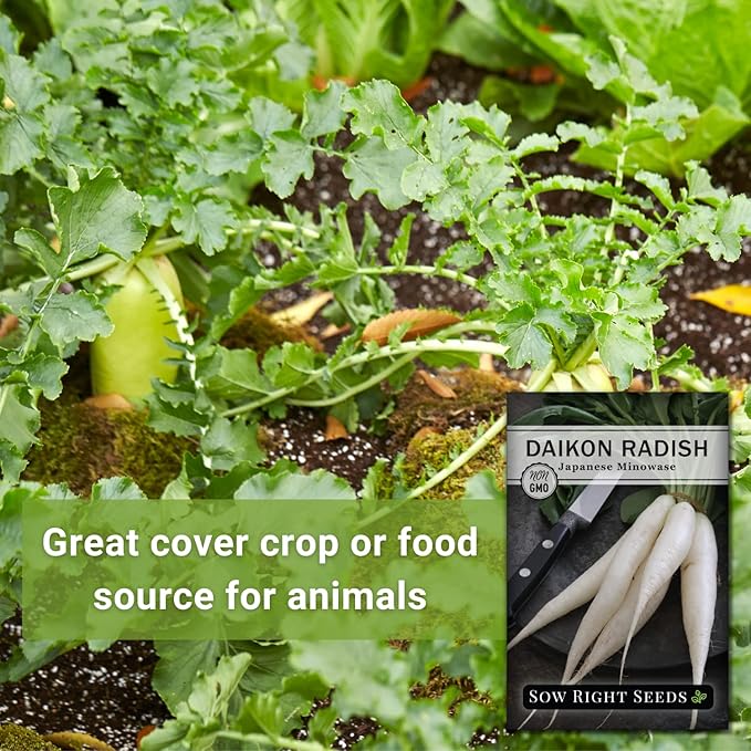 Sow Right Seeds - Japanese Minowase Daikon Radish Seeds for Planting - Non-GMO Heirloom Packet with Instructions to Plant a Home Vegetable Garden - Spring or Fall Planting Outdoors - Long White (4)