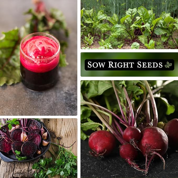 Sow Right Seeds - Detroit Dark Red Beet Seeds for Planting - Non-GMO Heirloom Packet with Instructions to Plant & Grow an Outdoor Home Vegetable Garden - Nutritious, Cold Hardy, and Productive (3)
