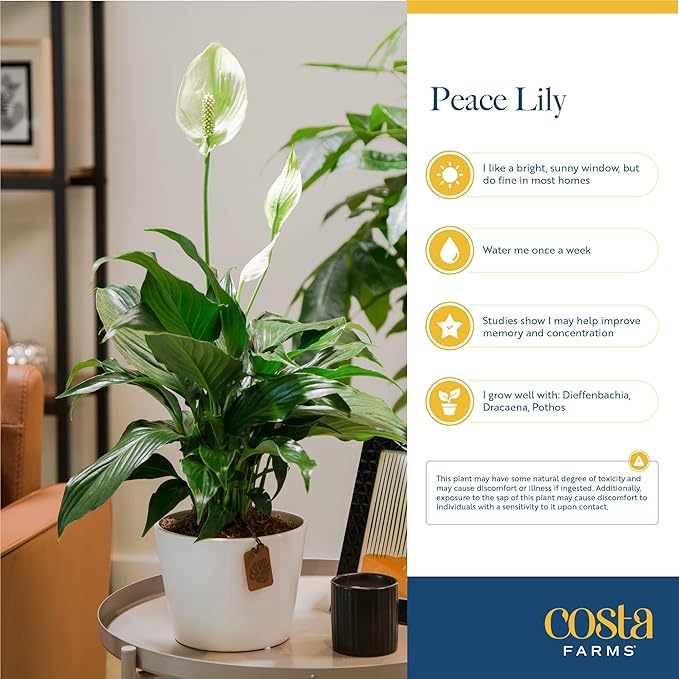 Costa Farms Premium Live Indoor Peace Lily Spathiphyllum, Marble Ceramic Decorator Pot 15-Inches Tall, Shipped Fresh from Our Farm