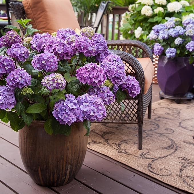 Endless Summer Bloomstruck Hydrangea, 2 gal. Pink and Purple Blooms