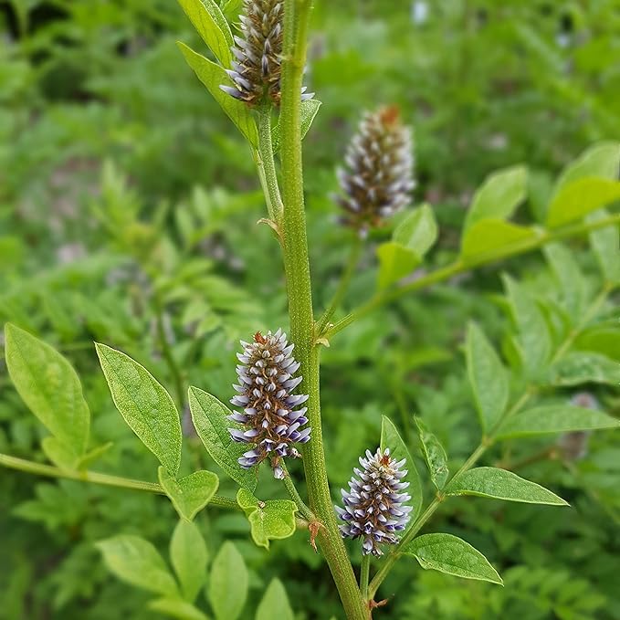 Outsidepride 200 Seeds Perennial Glycyrrhiza Glabra Licorice Root Herb Garden Seed for Planting