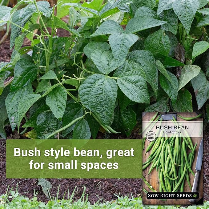 Sow Right Seeds - Contender Bush Green Bean Seeds for Planting - Non-GMO Heirloom Seed Packet - Stringless Variety to Plant an Outdoor Home Vegetable Garden - Abundant Harvest, Great for Kids (2)