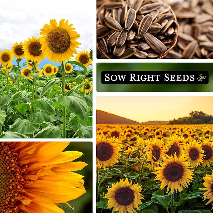 Sow Right Seeds - Mammoth Sunflower Seeds to Plant - Grow Giant Sunflowers in Your Garden - Non-GMO Heirloom Seeds for Planting an Outdoor Garden - Bright Yellow Blooms - Attract Bees and Birds (2)